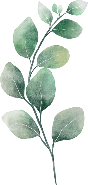 leaves eucalyptus watercolor